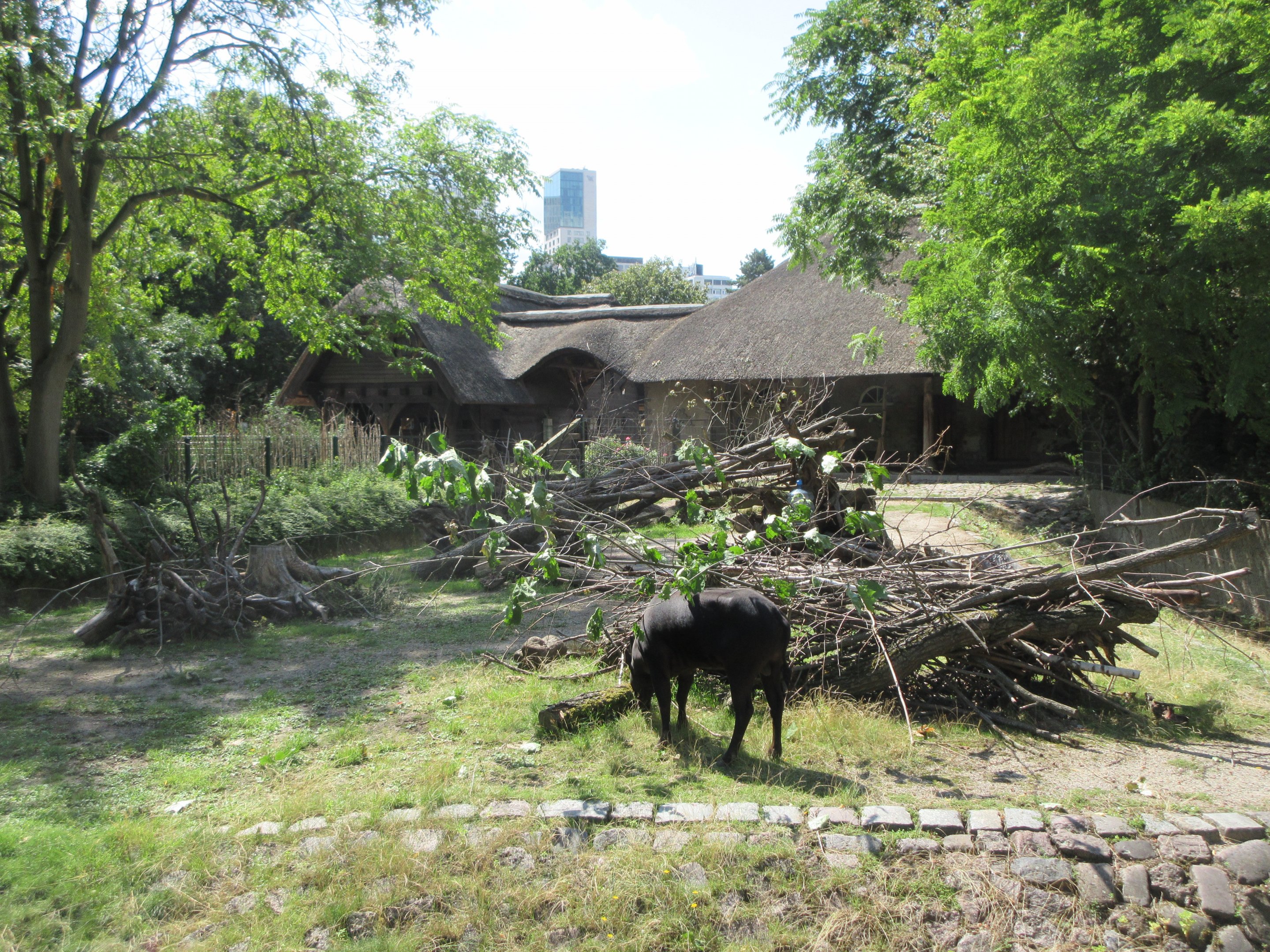 Lowland Anoa Exhibit