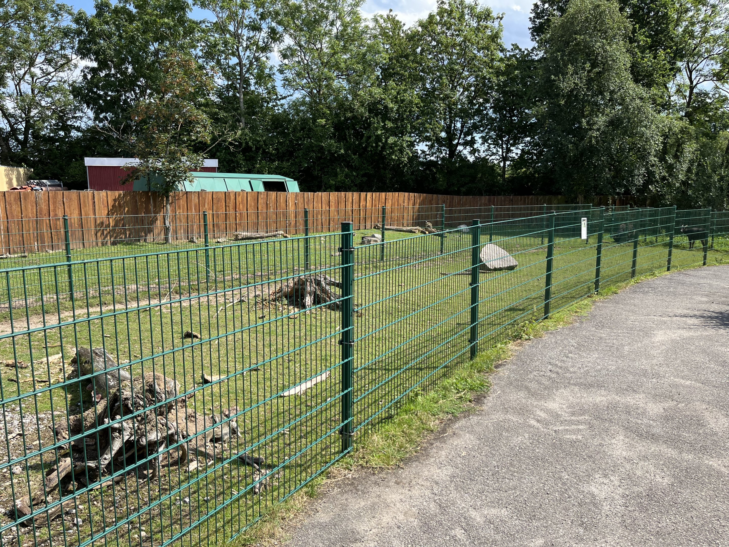 Lowland Anoa Exhibit