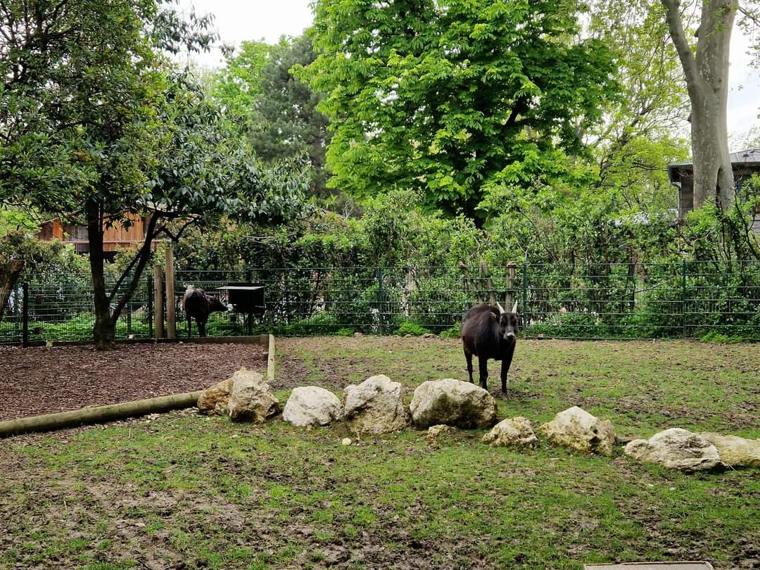 Lowland Anoa exhibit