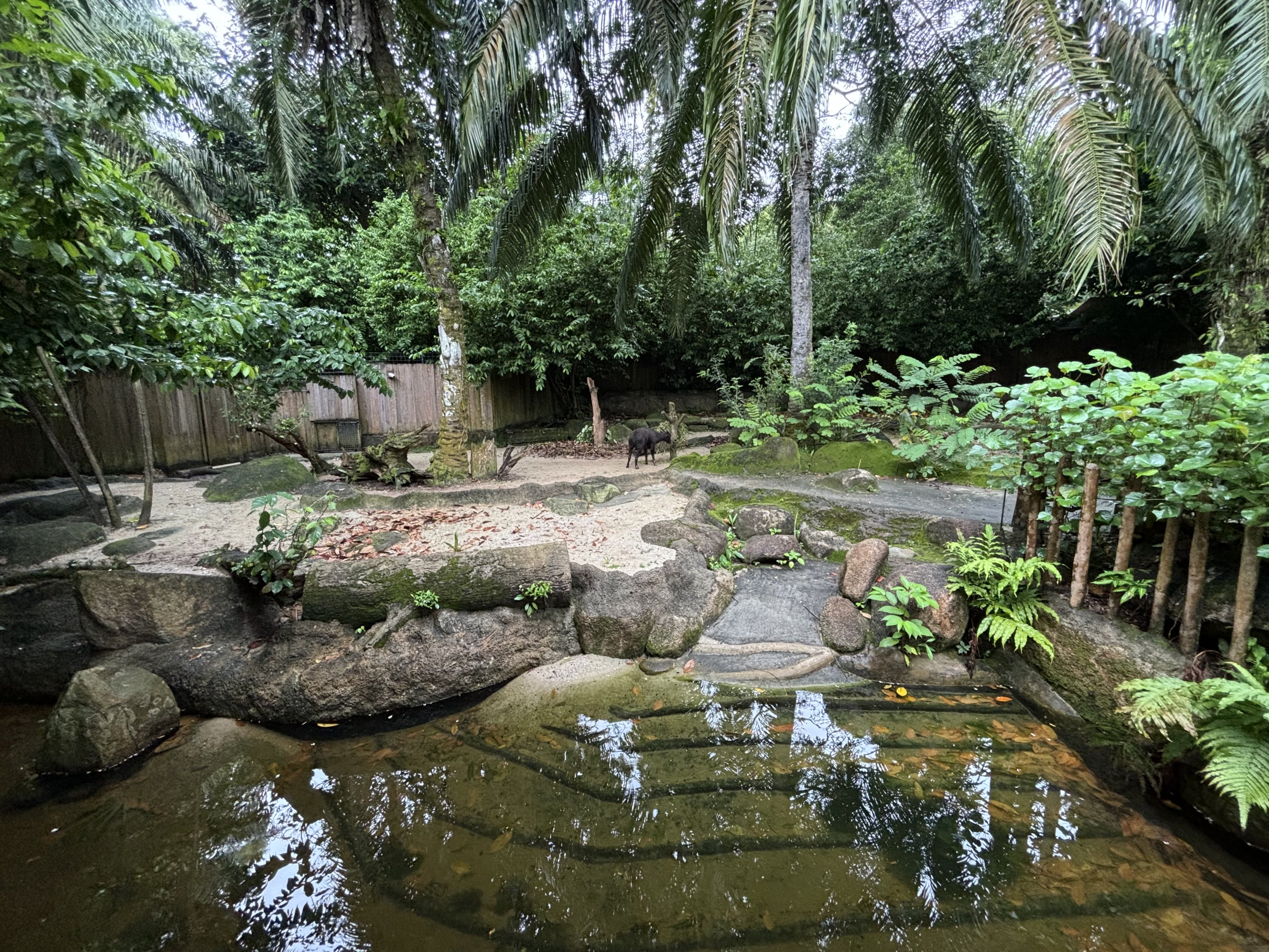 Lowland Anoa Exhibit