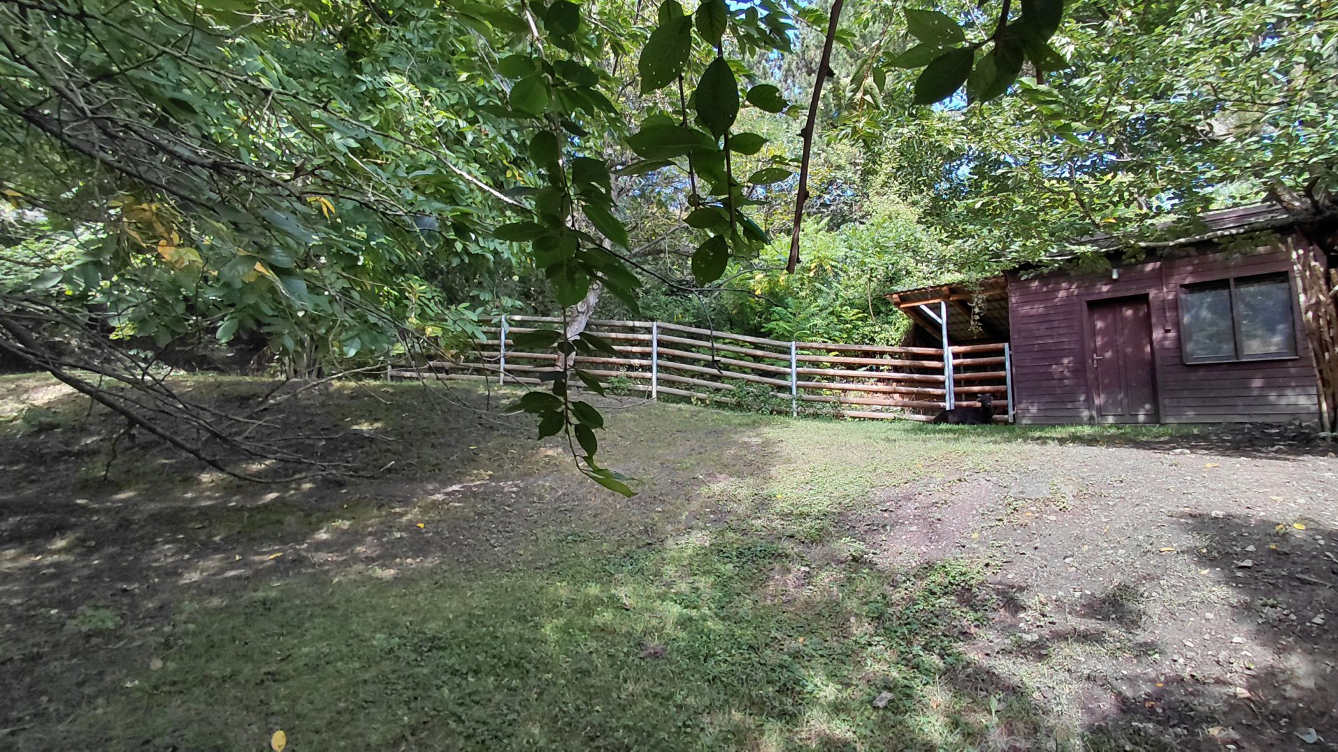 Lowland anoa exhibit