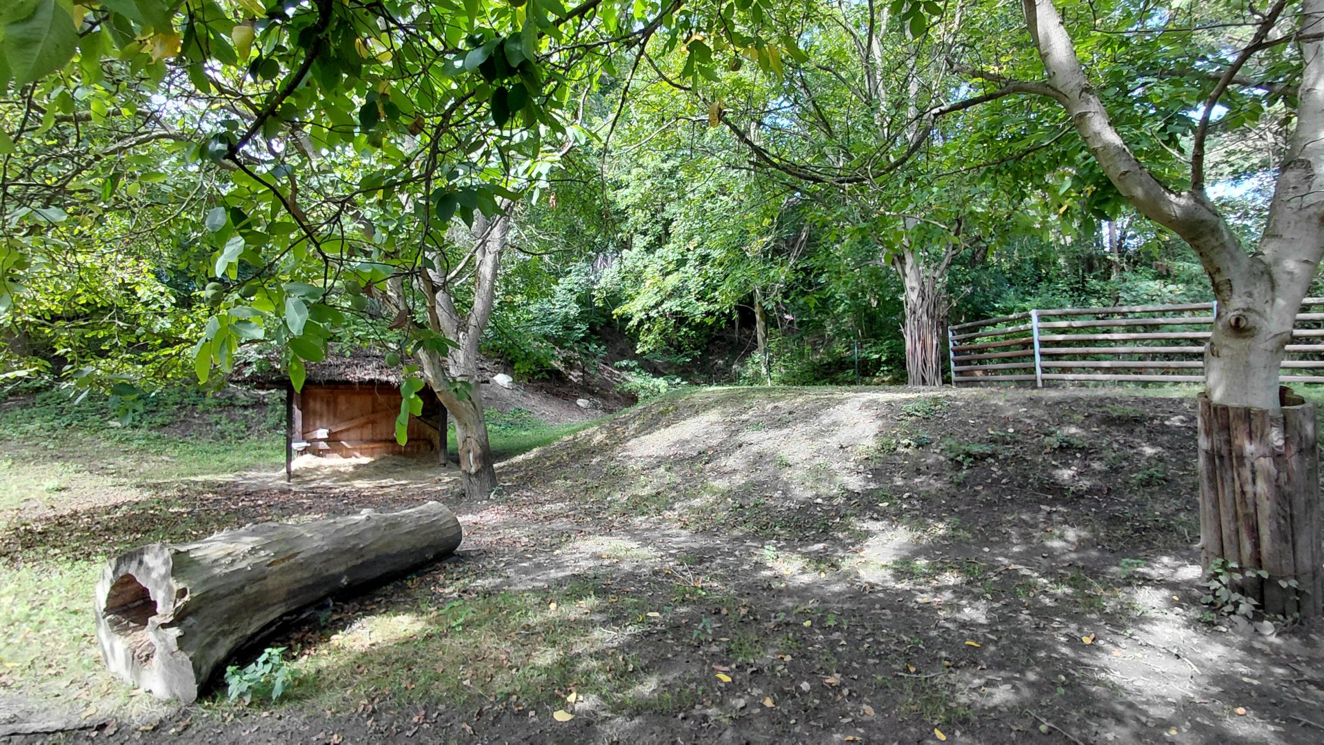 Lowland anoa exhibit