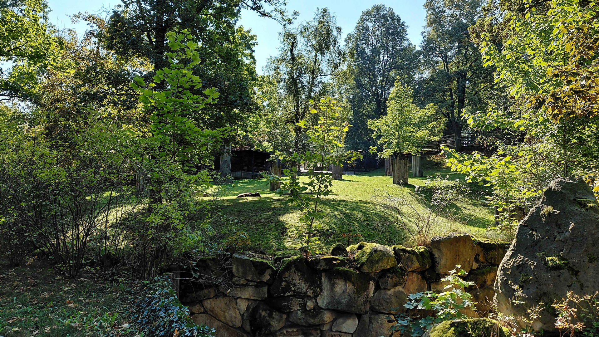 Lowland anoa exhibit