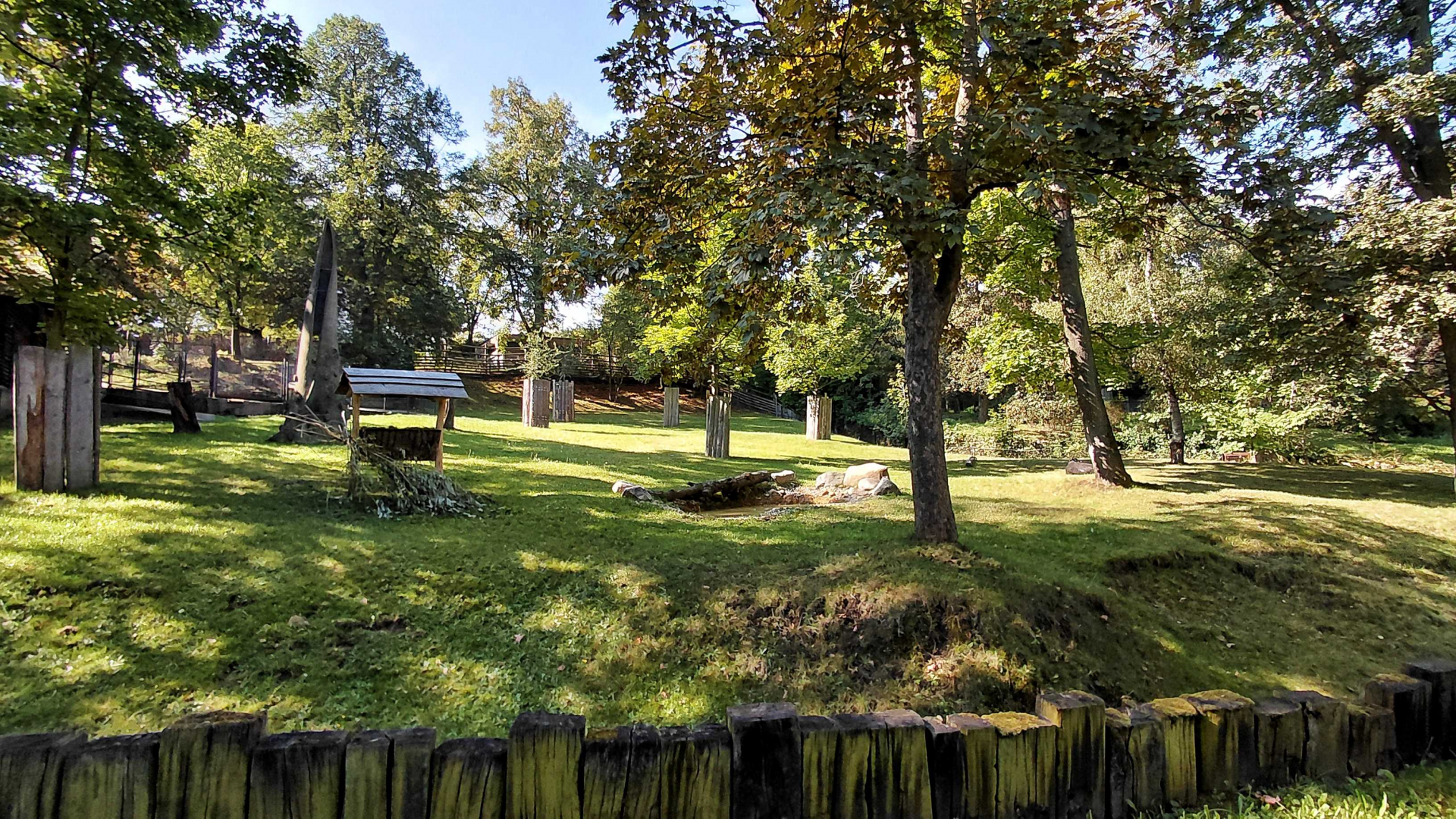Lowland anoa exhibit