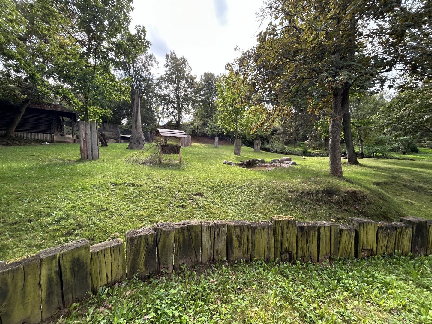 Lowland Anoa Exhibit