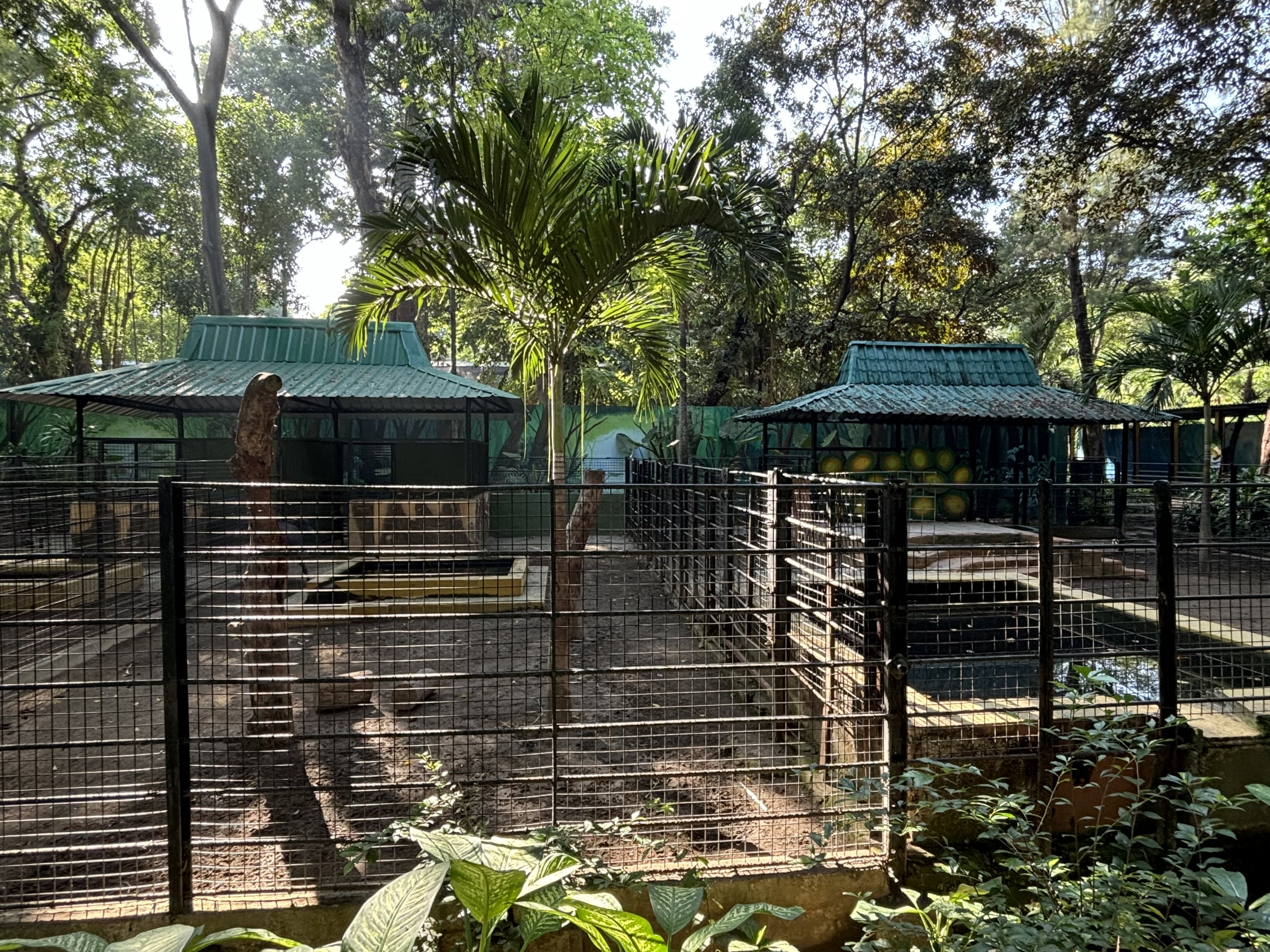 Lowland Anoa Exhibits - there’s 4