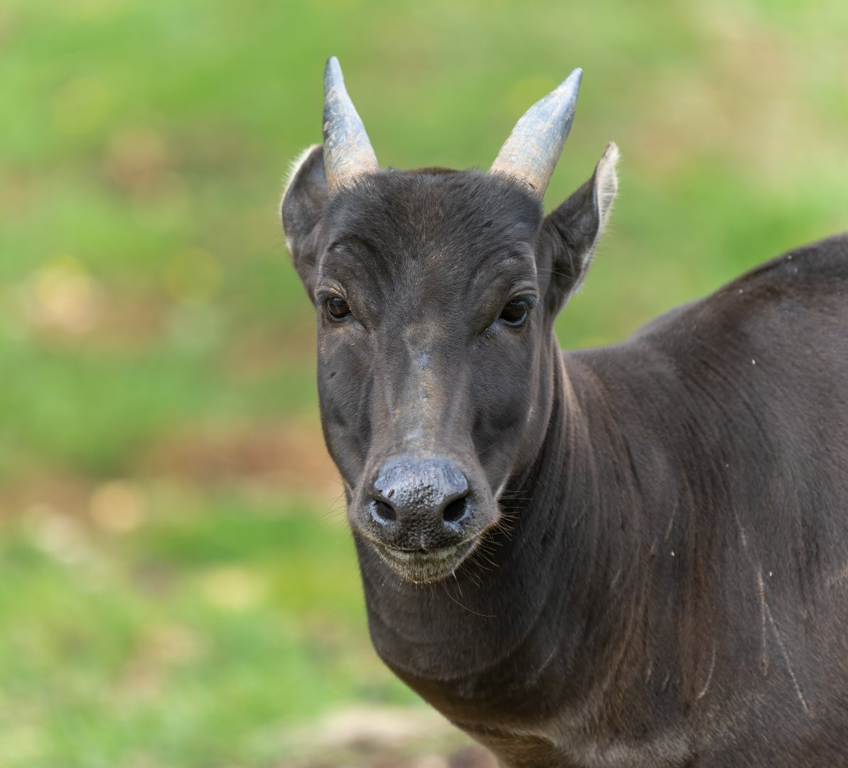 Lowland Anoa (f), ZSL Whipsnade, UK