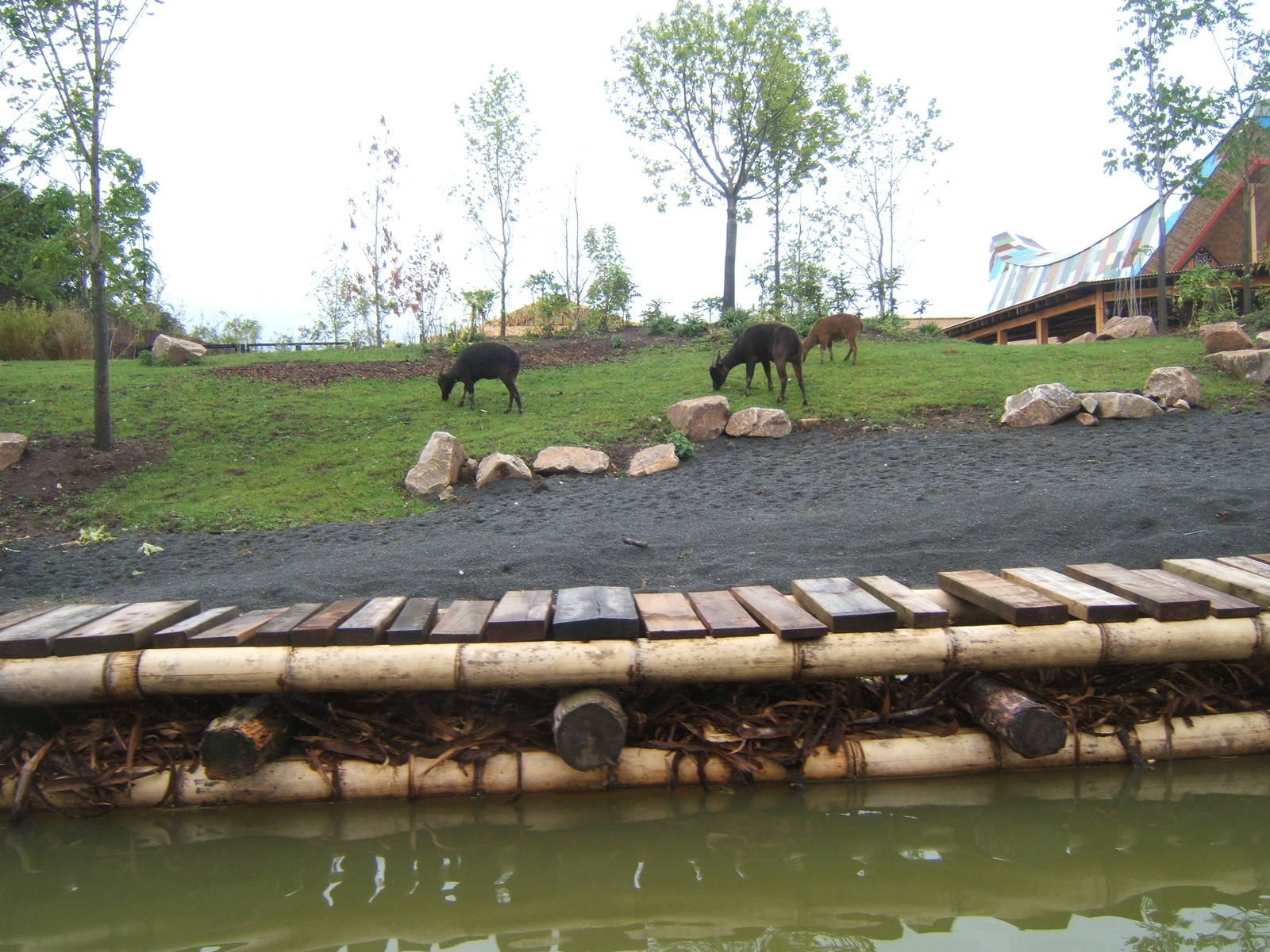 Lowland Anoa from the boat ride