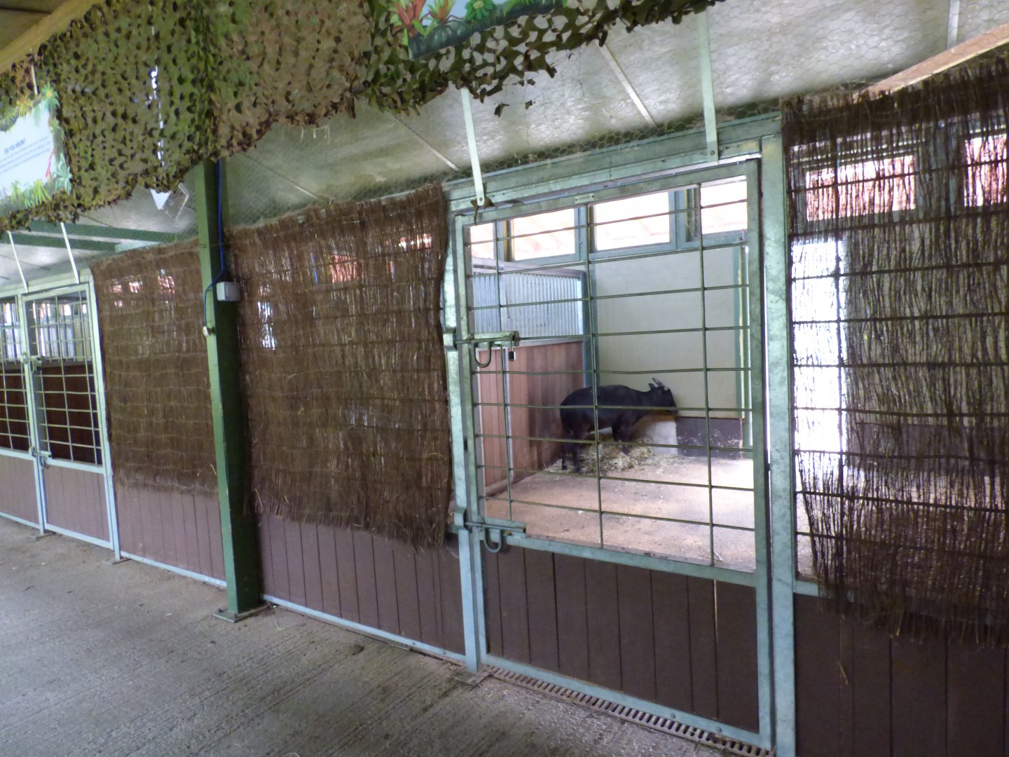 Lowland Anoa in Okapi House