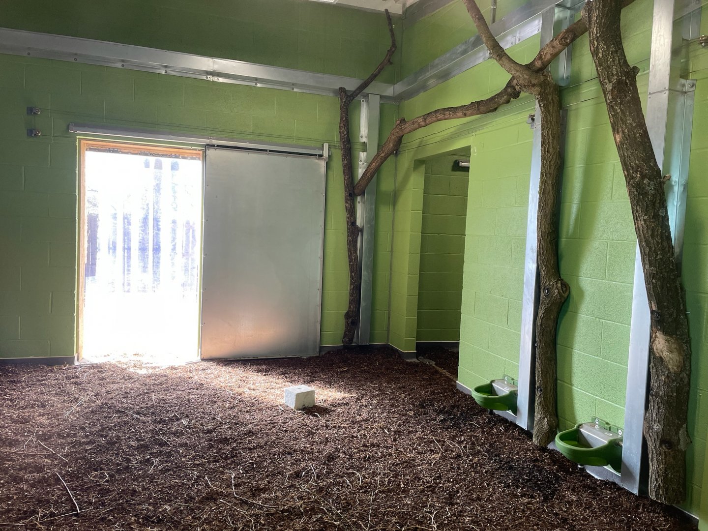 Lowland Anoa Indoor Area