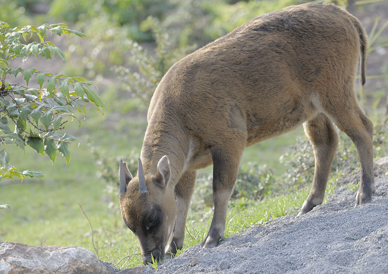 Lowland anoa juvenile