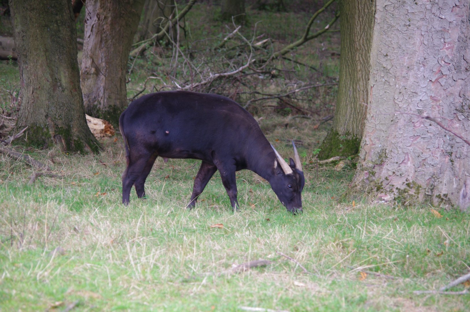 Lowland anoa (m)- 21/9/2024