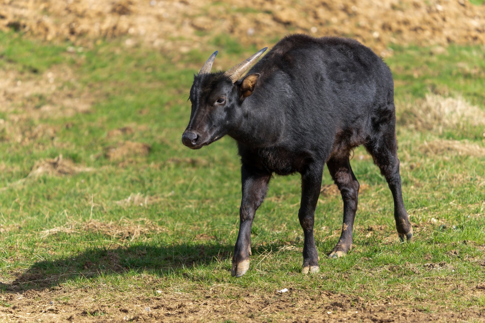 Lowland Anoa (m), ZSL Whipsnade, UK