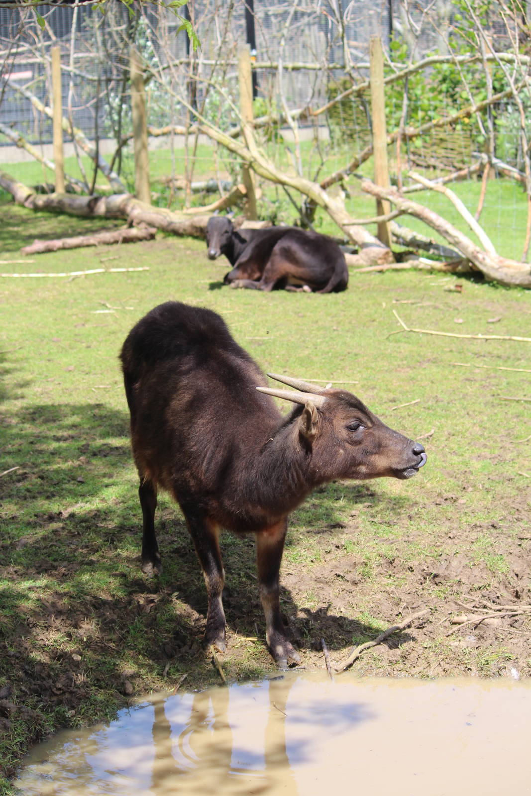 Lowland anoa, May 2014