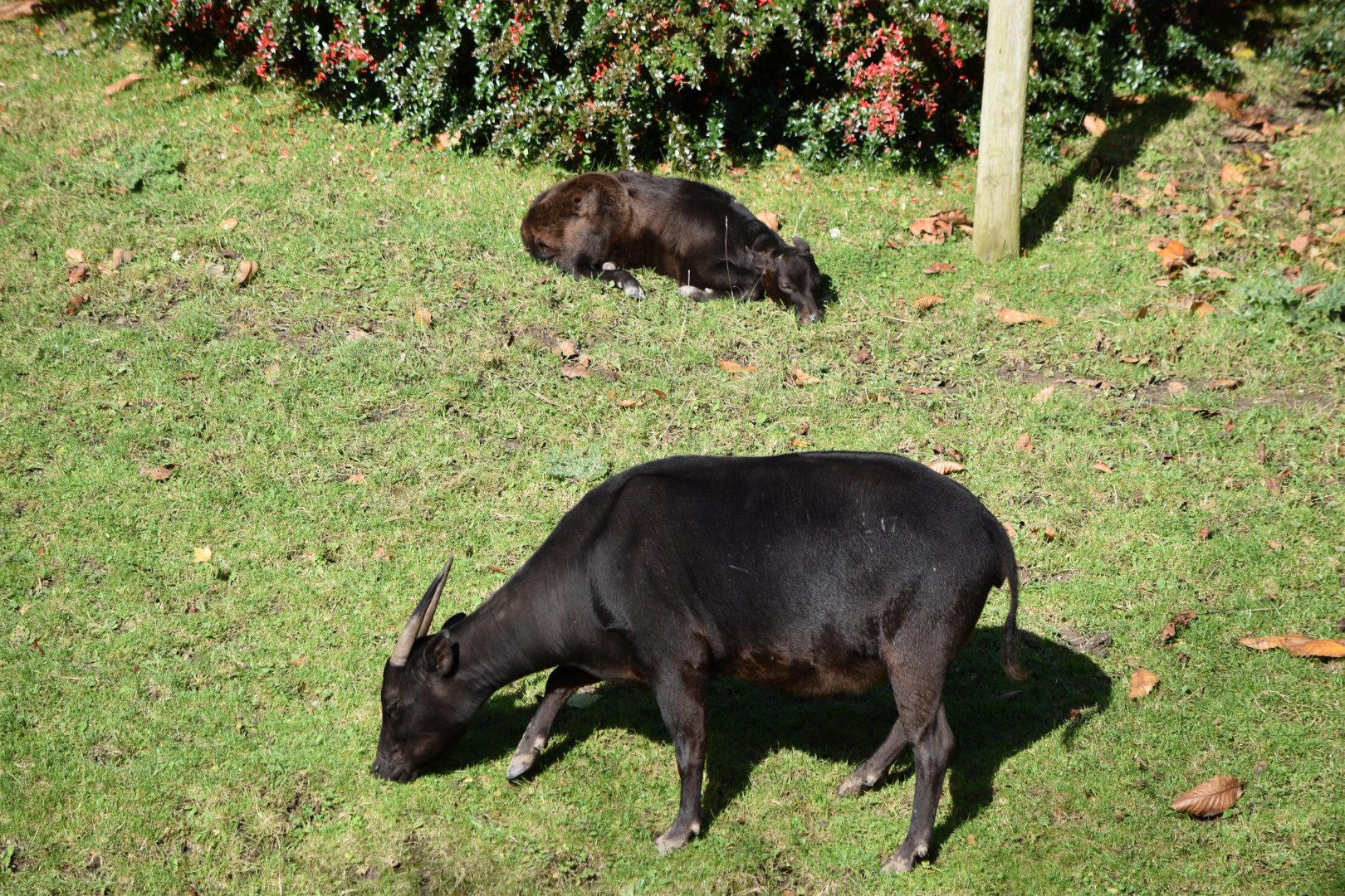 Lowland anoa mother and calf