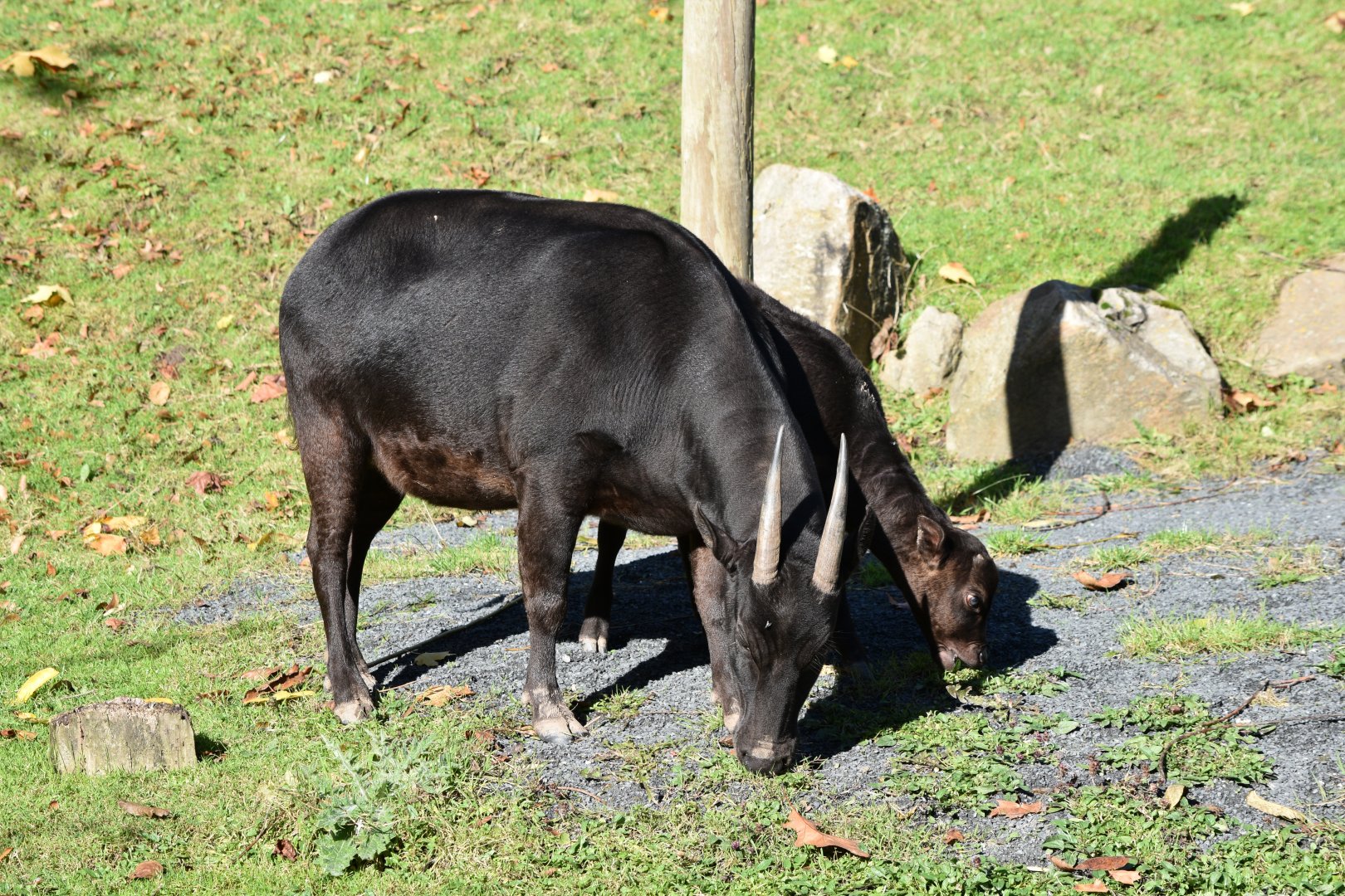 Lowland anoa mother and calf