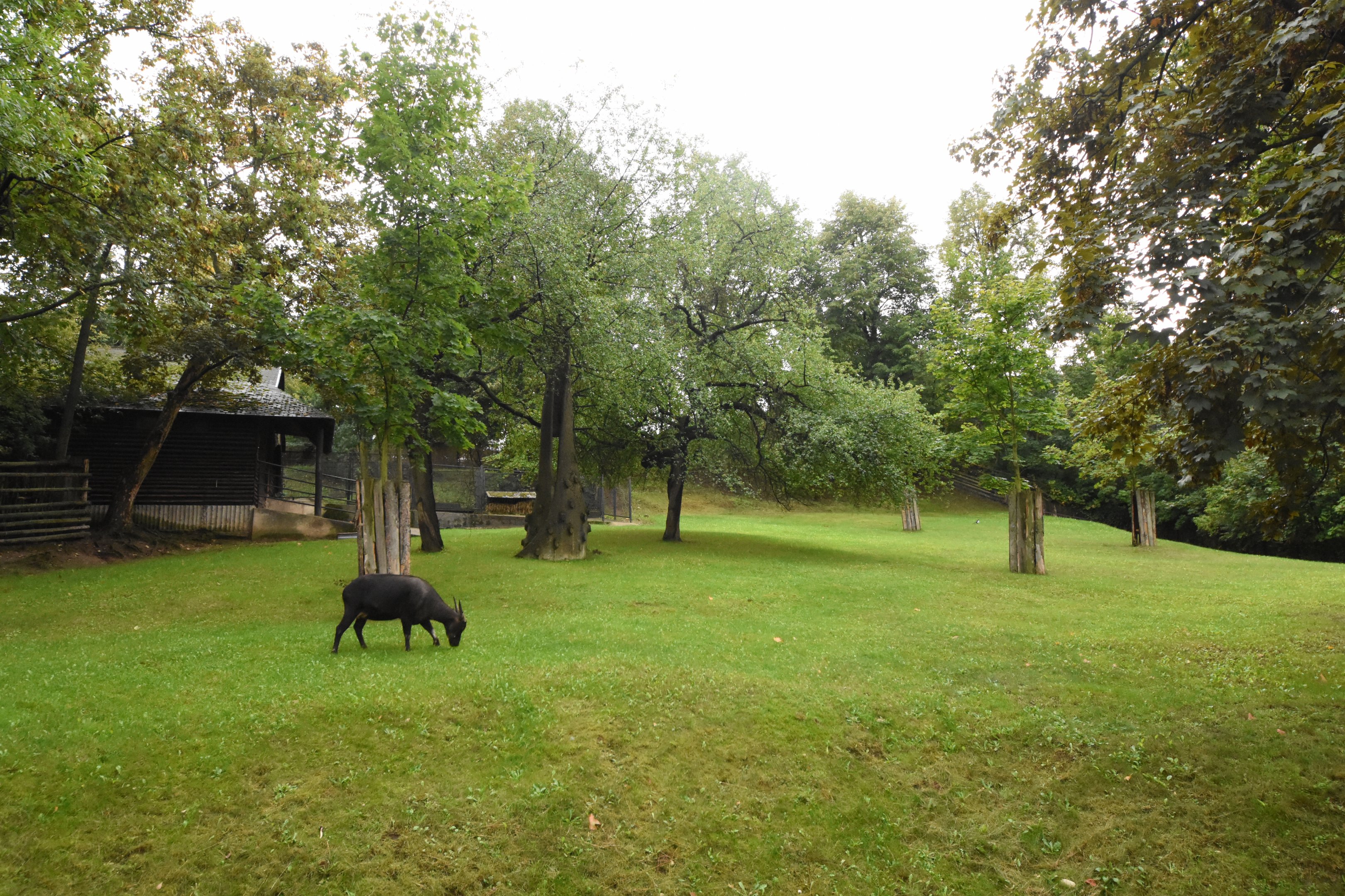 Lowland anoa paddock