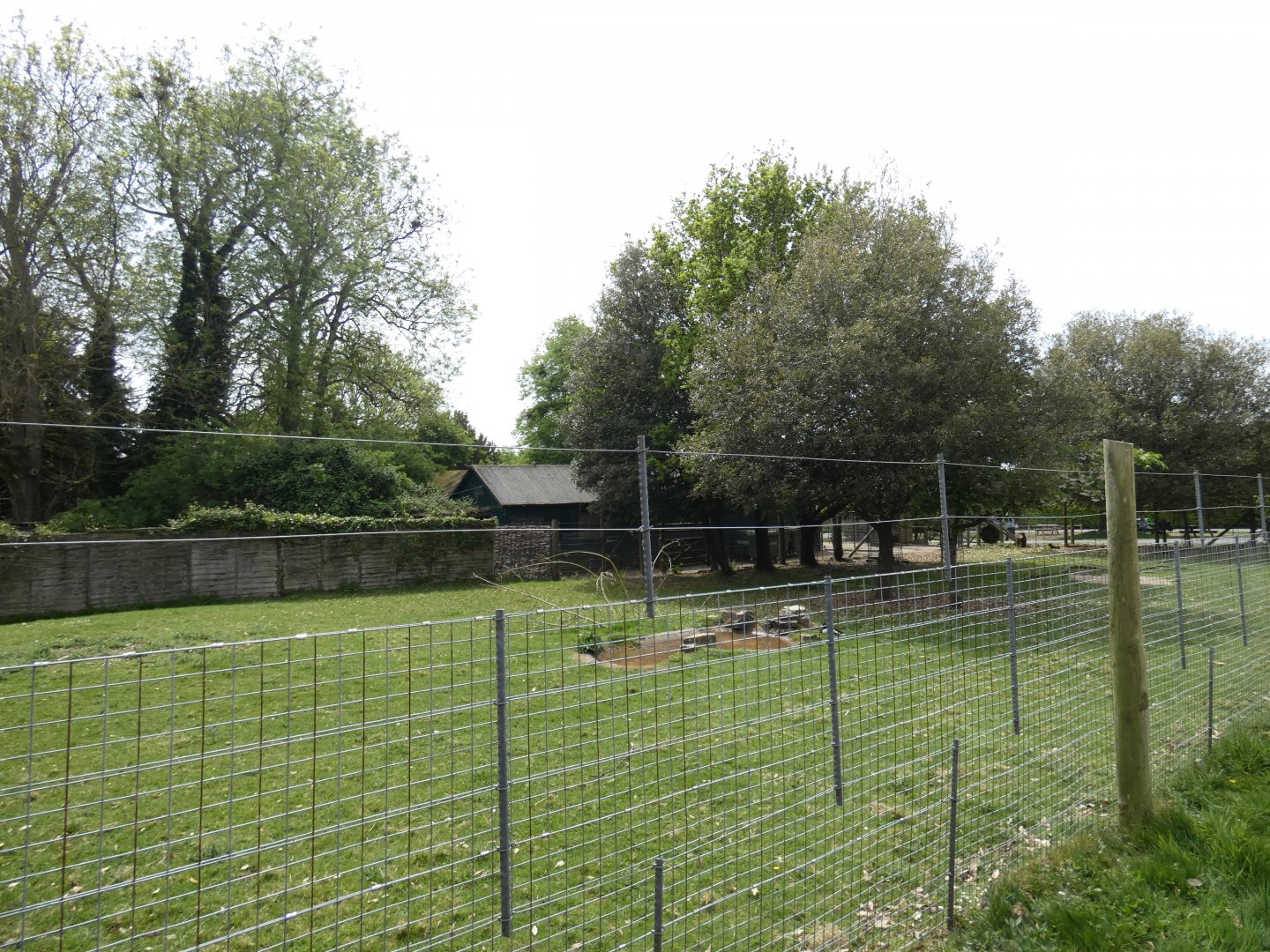 Lowland anoa paddock