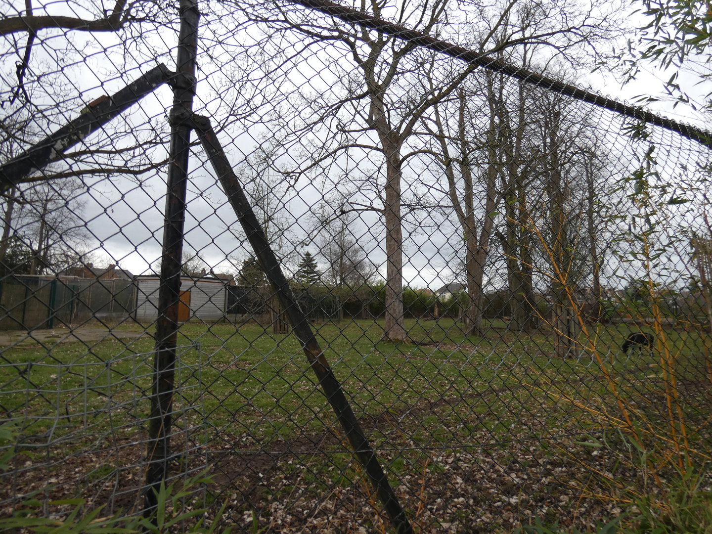 Lowland anoa paddock