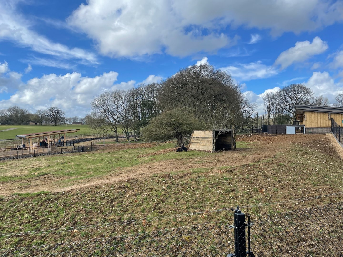 Lowland Anoa Paddock