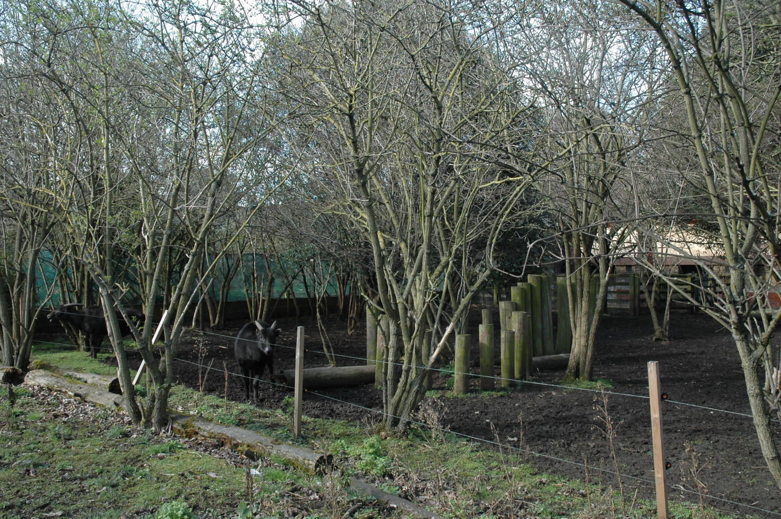 Lowland Anoa paddock.