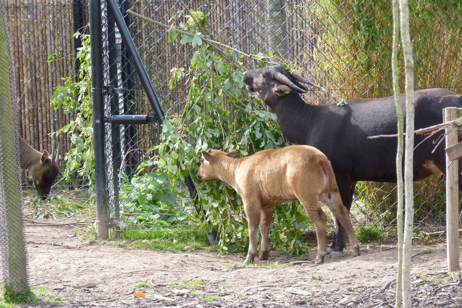 Lowland Anoa, September 2016