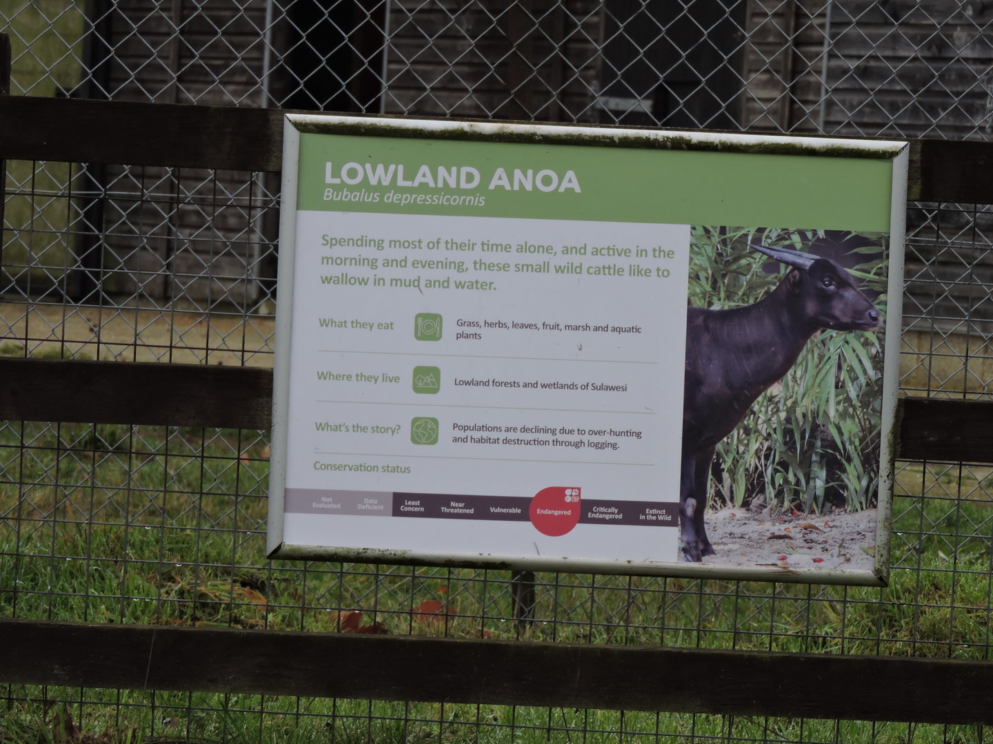 Lowland Anoa Sign