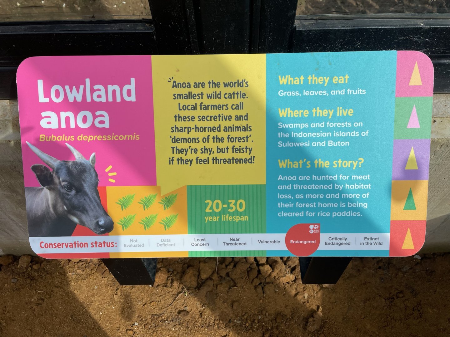 Lowland Anoa Signage, Monkey Forest