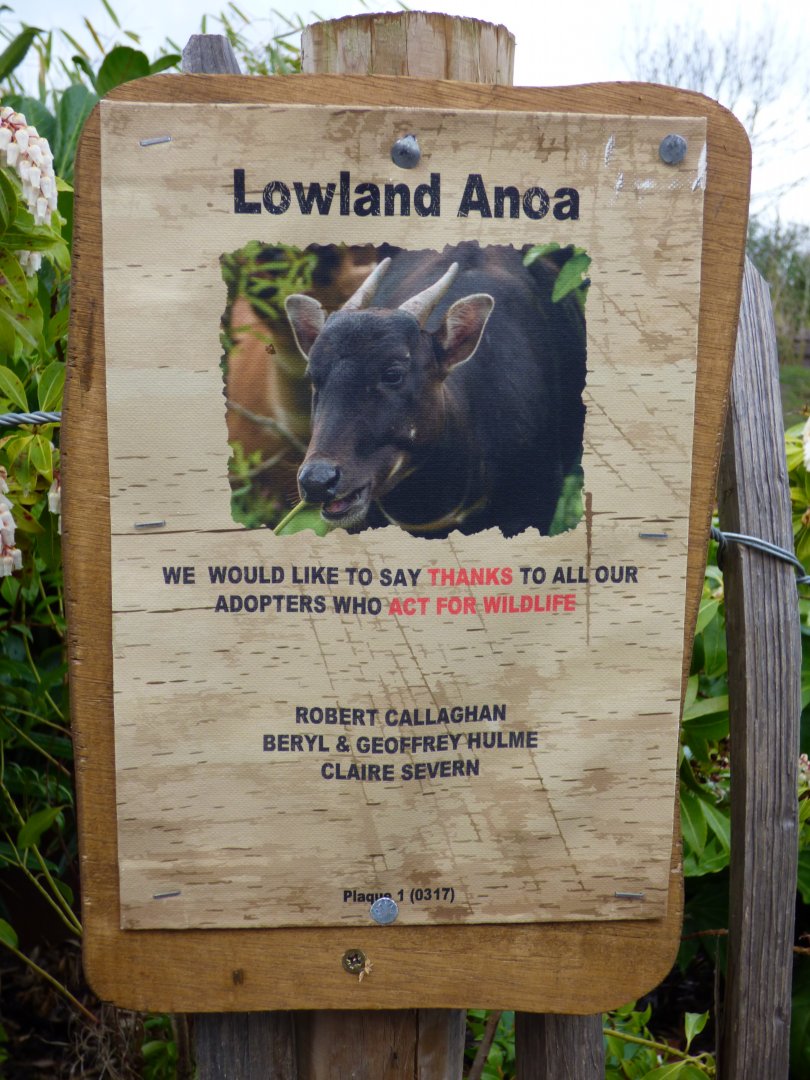 Lowland Anoa Signage