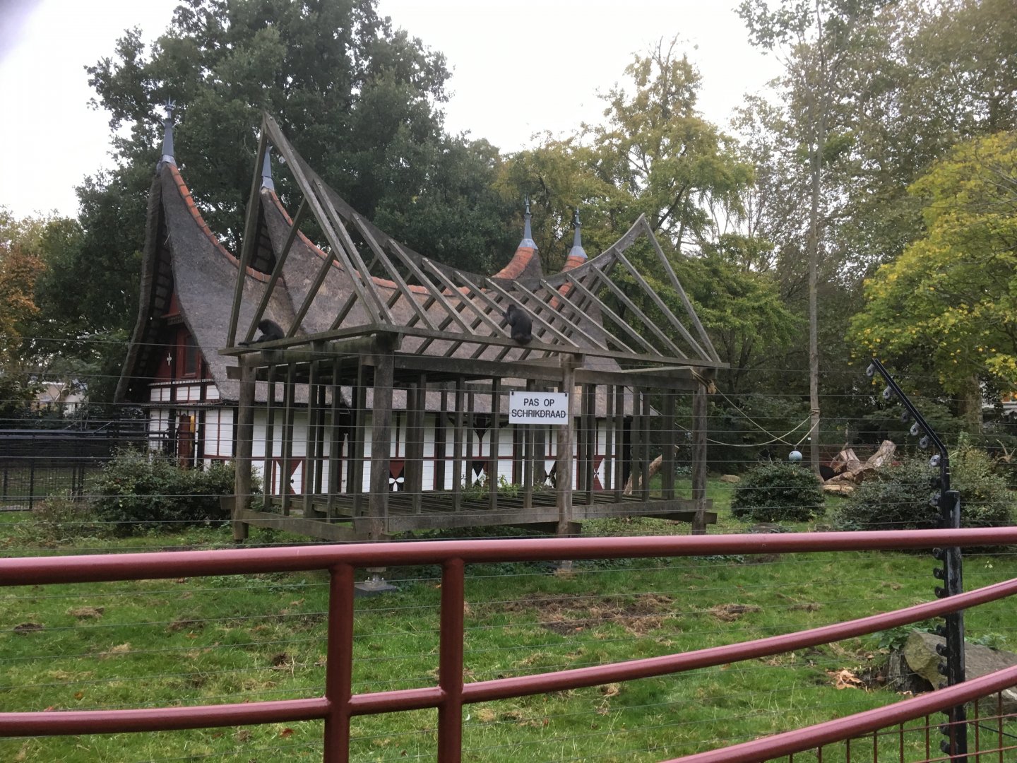 Lowland anoa & Sulawesi crested macaque