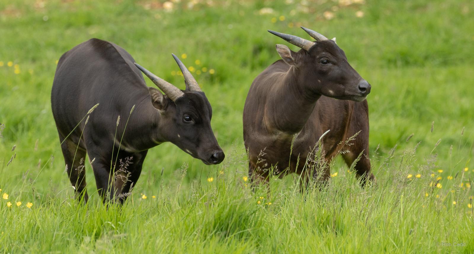 Lowland anoa : Whipsnade : 09 Jun 2024