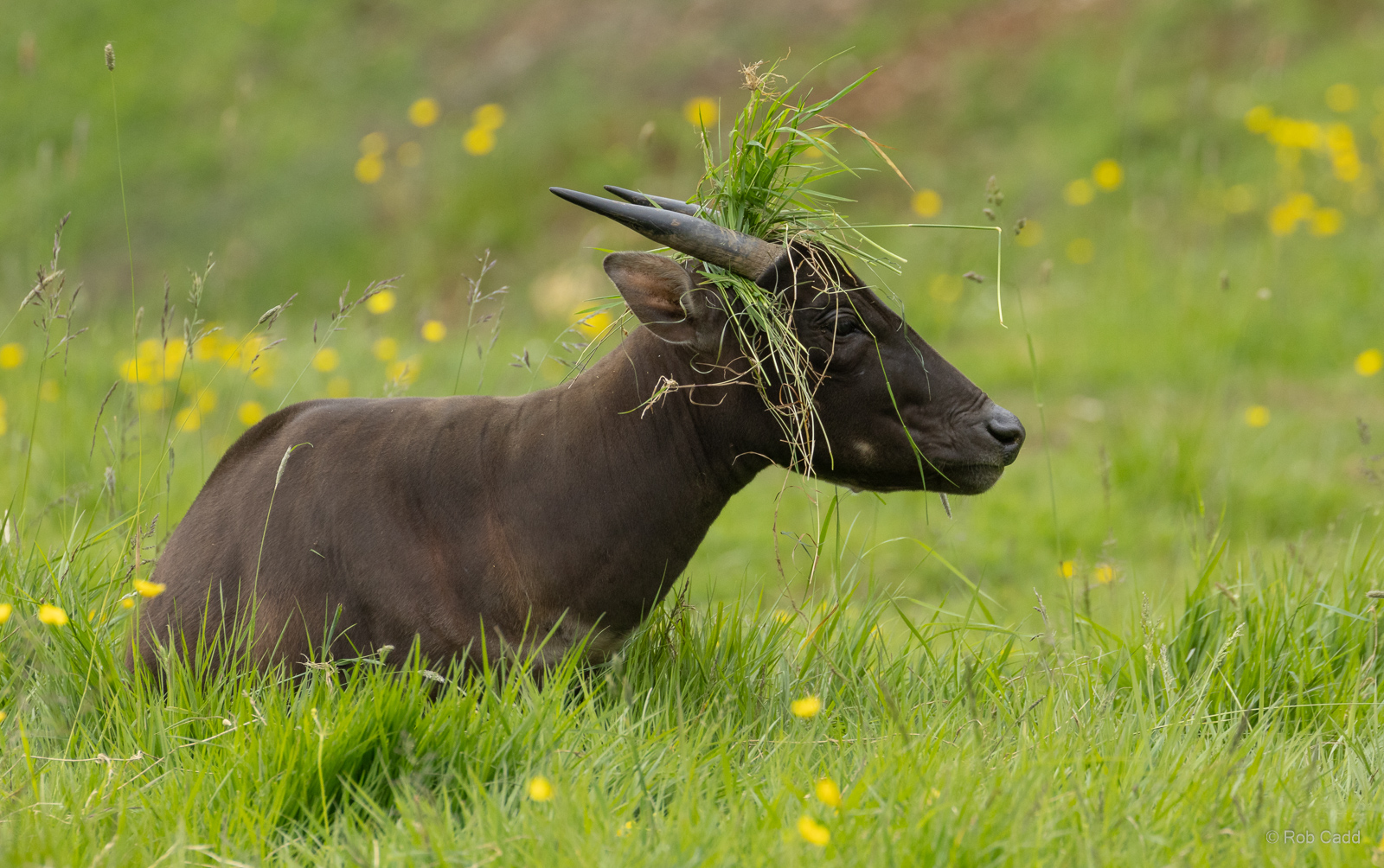 Lowland anoa : Whipsnade : 09 Jun 2024
