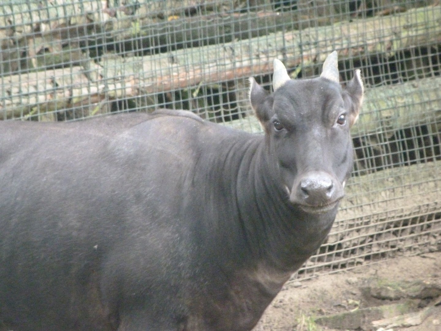 Lowland anoa -Zoo Praha (2025)