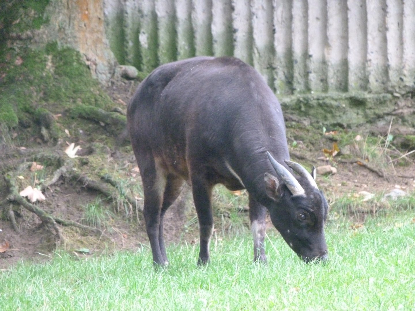Lowland anoa -Zoo Praha (2025)