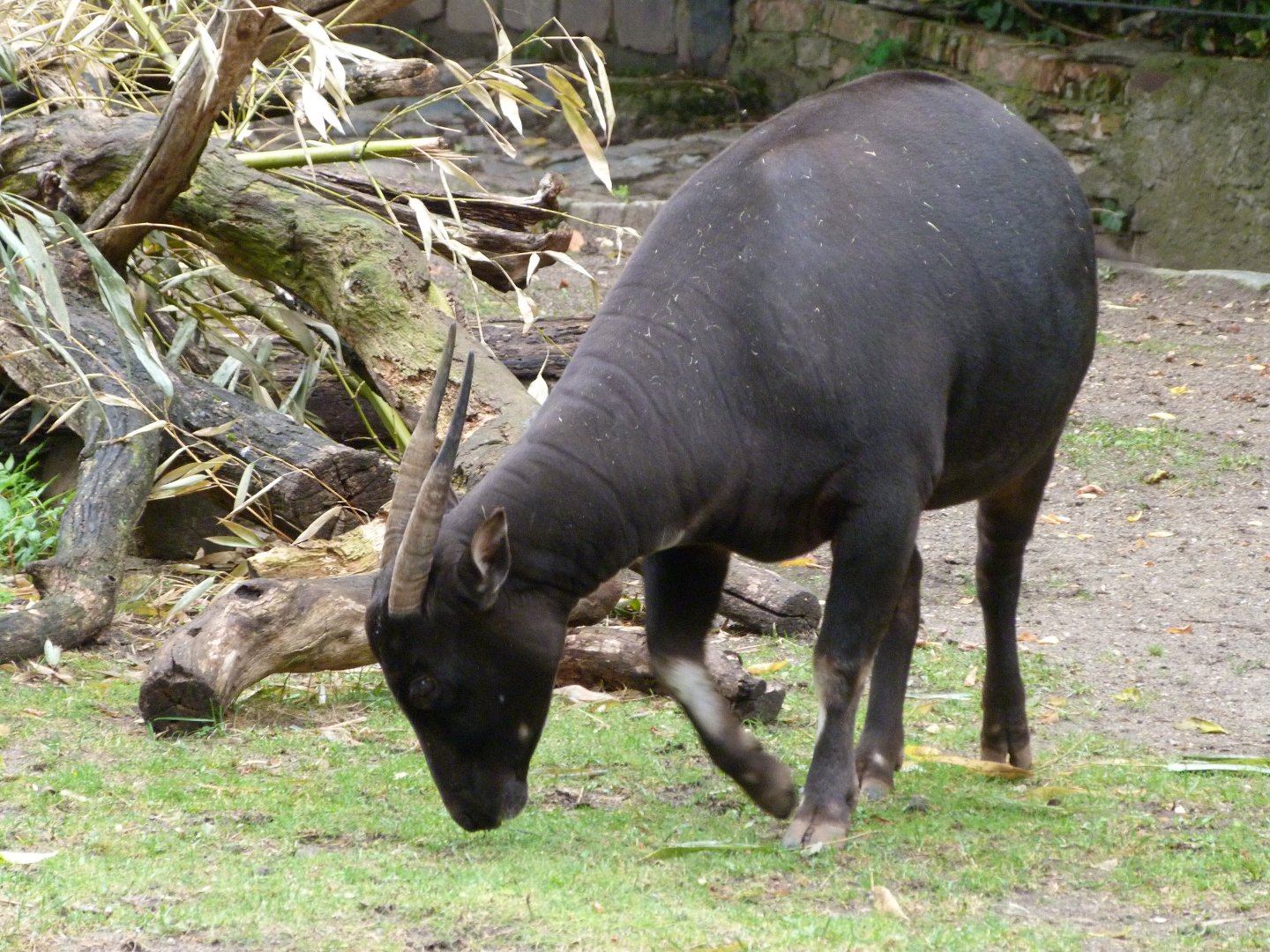 Lowland anoa -Zoologischer Garten Berlin (2024)