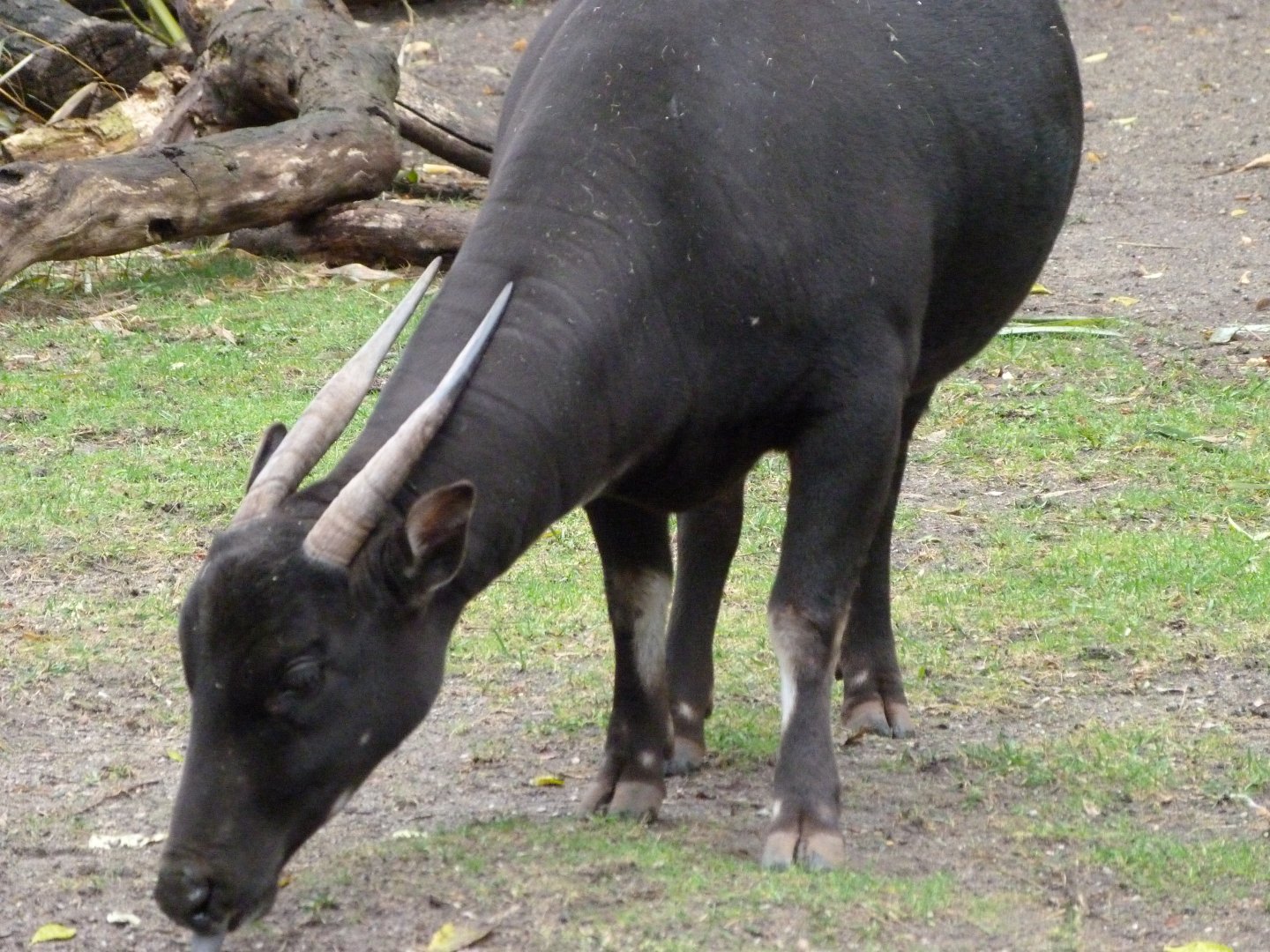Lowland anoa -Zoologischer Garten Berlin (2024)