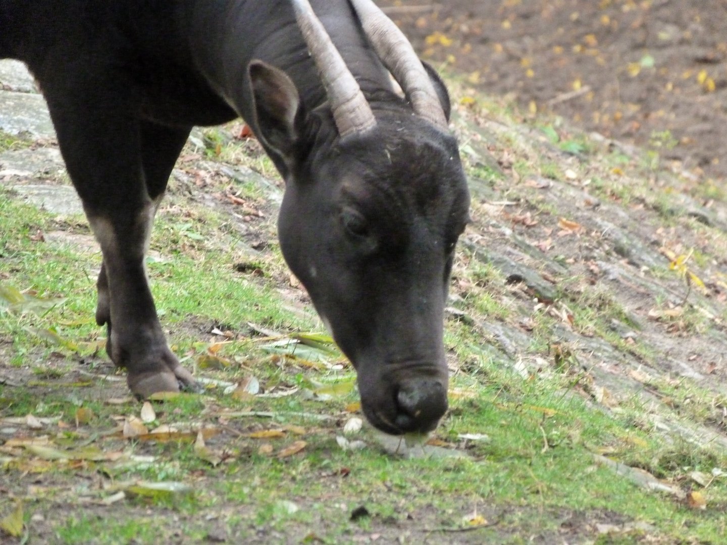 Lowland anoa -Zoologischer Garten Berlin (2024)