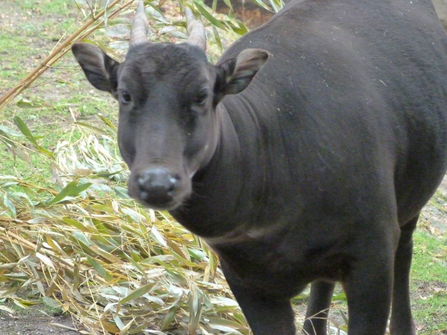 Lowland anoa -Zoologischer Garten Berlin (2024)