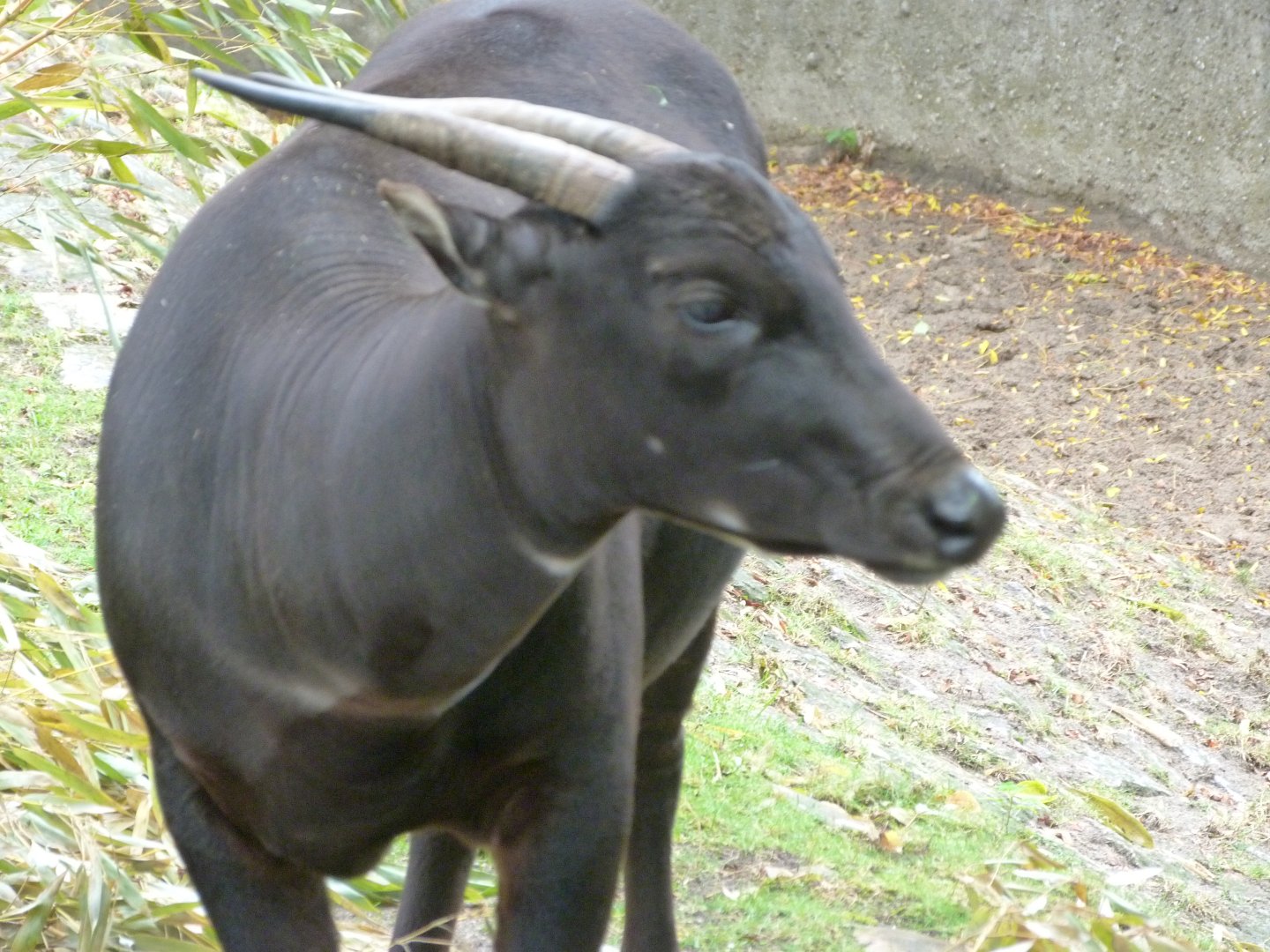 Lowland anoa -Zoologischer Garten Berlin (2024)
