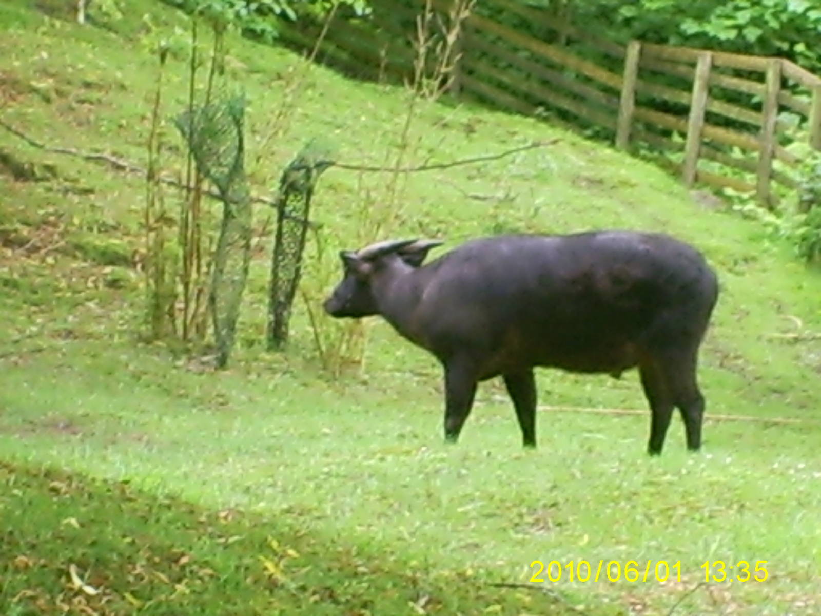 Lowland Anoa