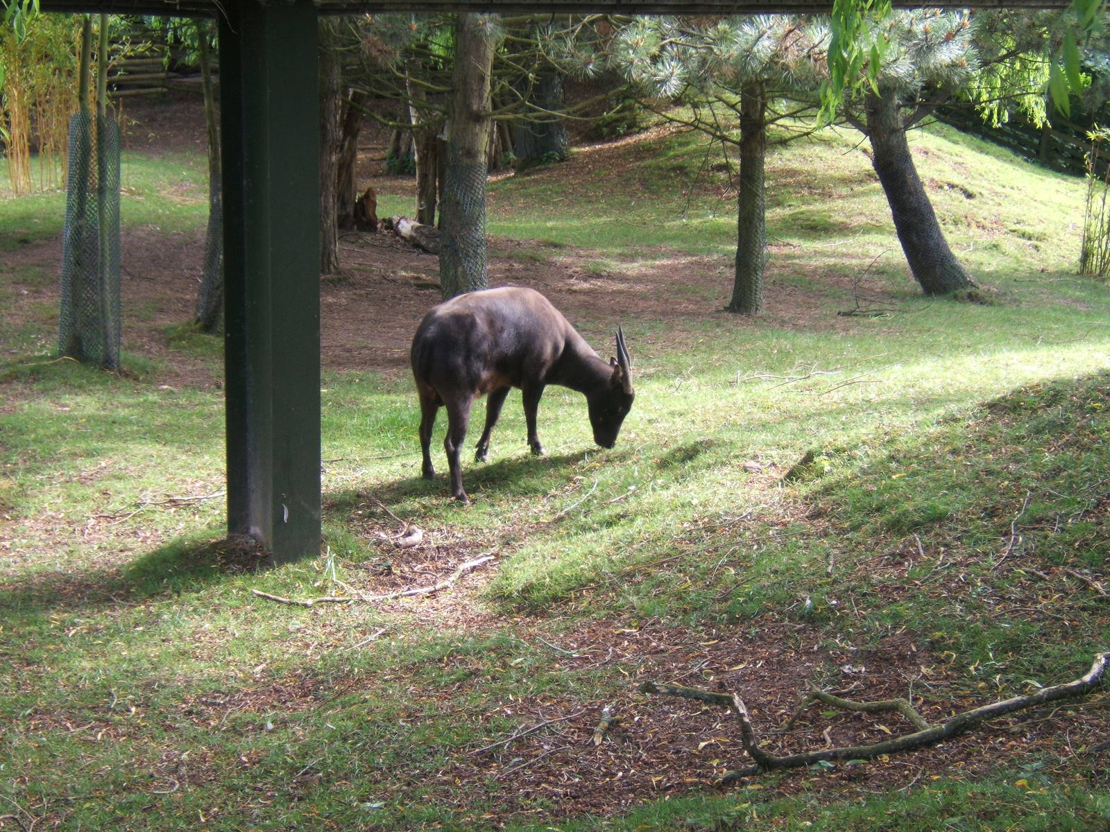 Lowland Anoa