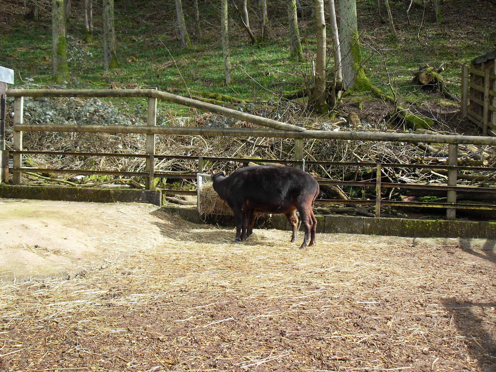 Lowland anoa