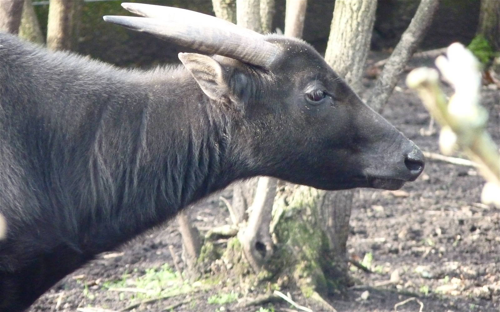 Lowland Anoa