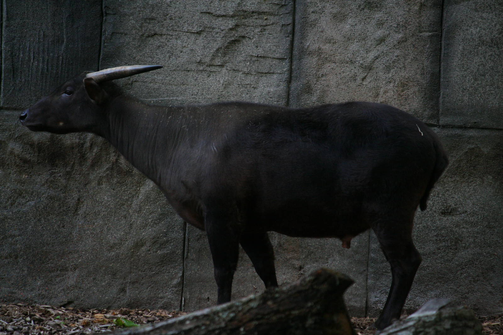 Lowland anoa
