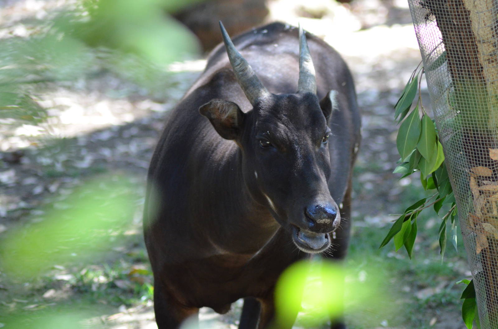 Lowland Anoa