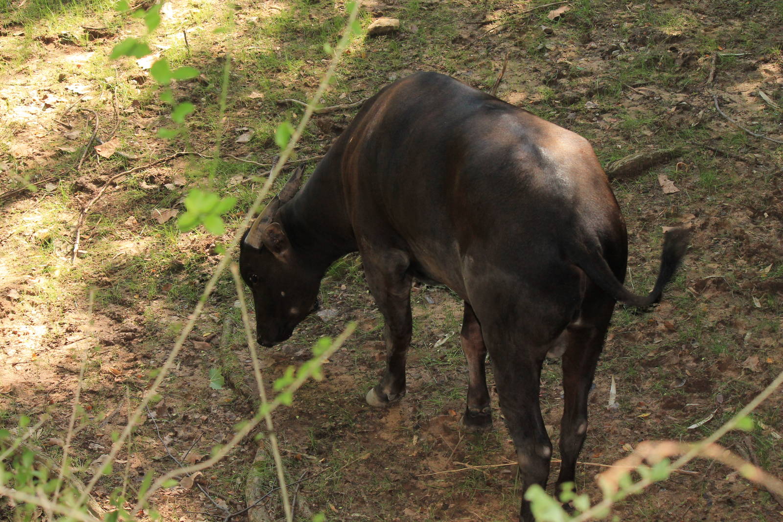 Lowland Anoa