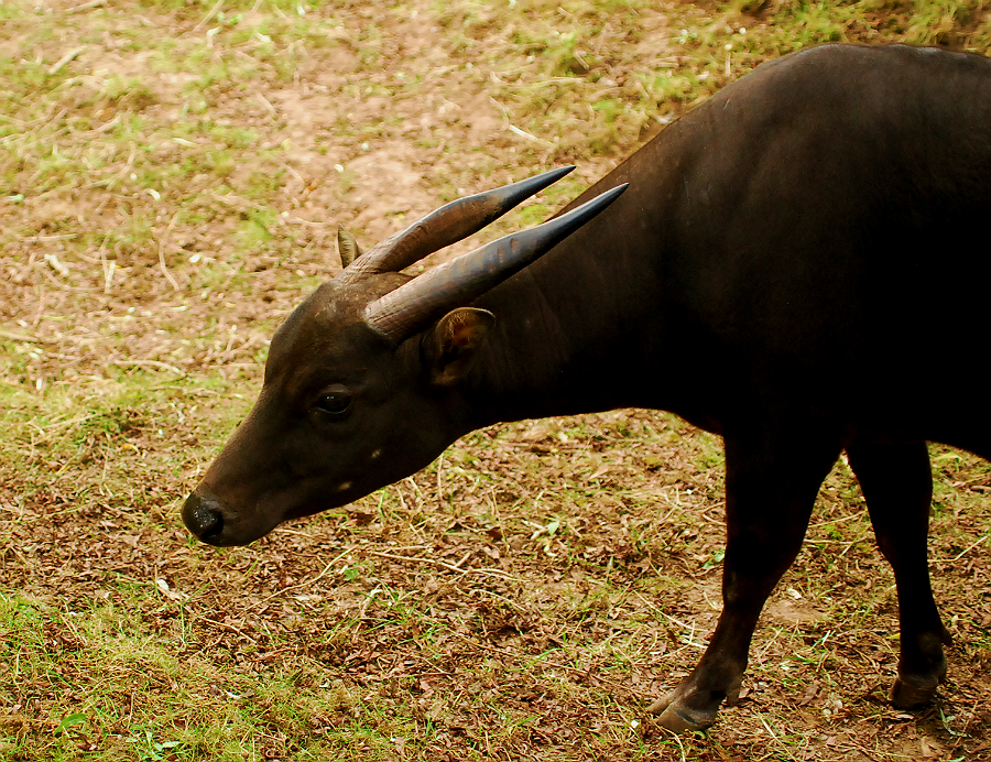 LOWLAND ANOA