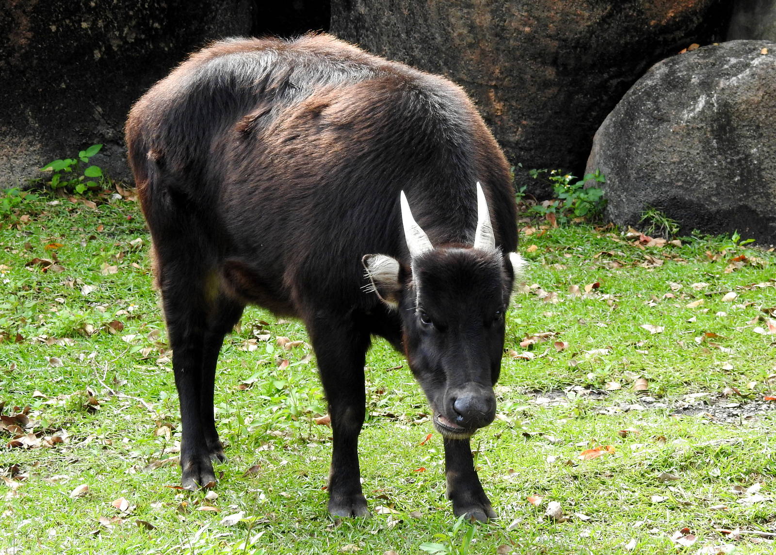 Lowland Anoa