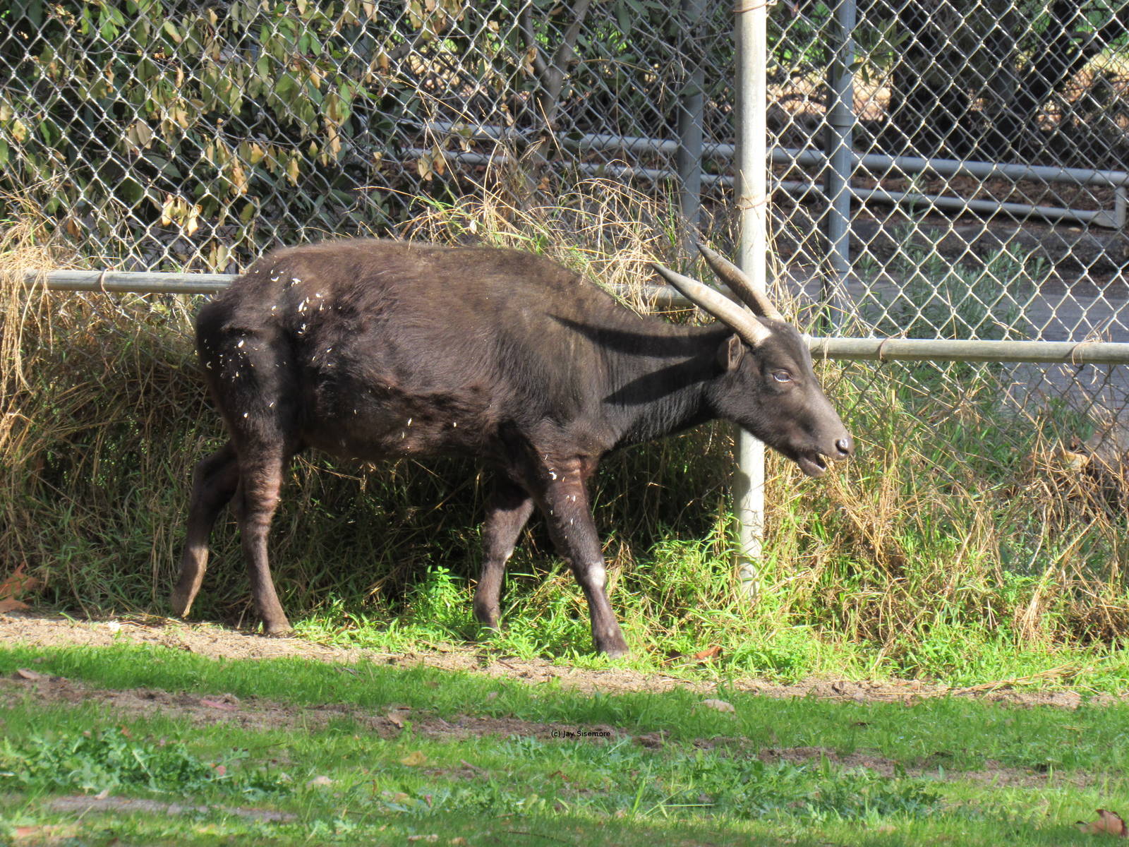 Lowland Anoa