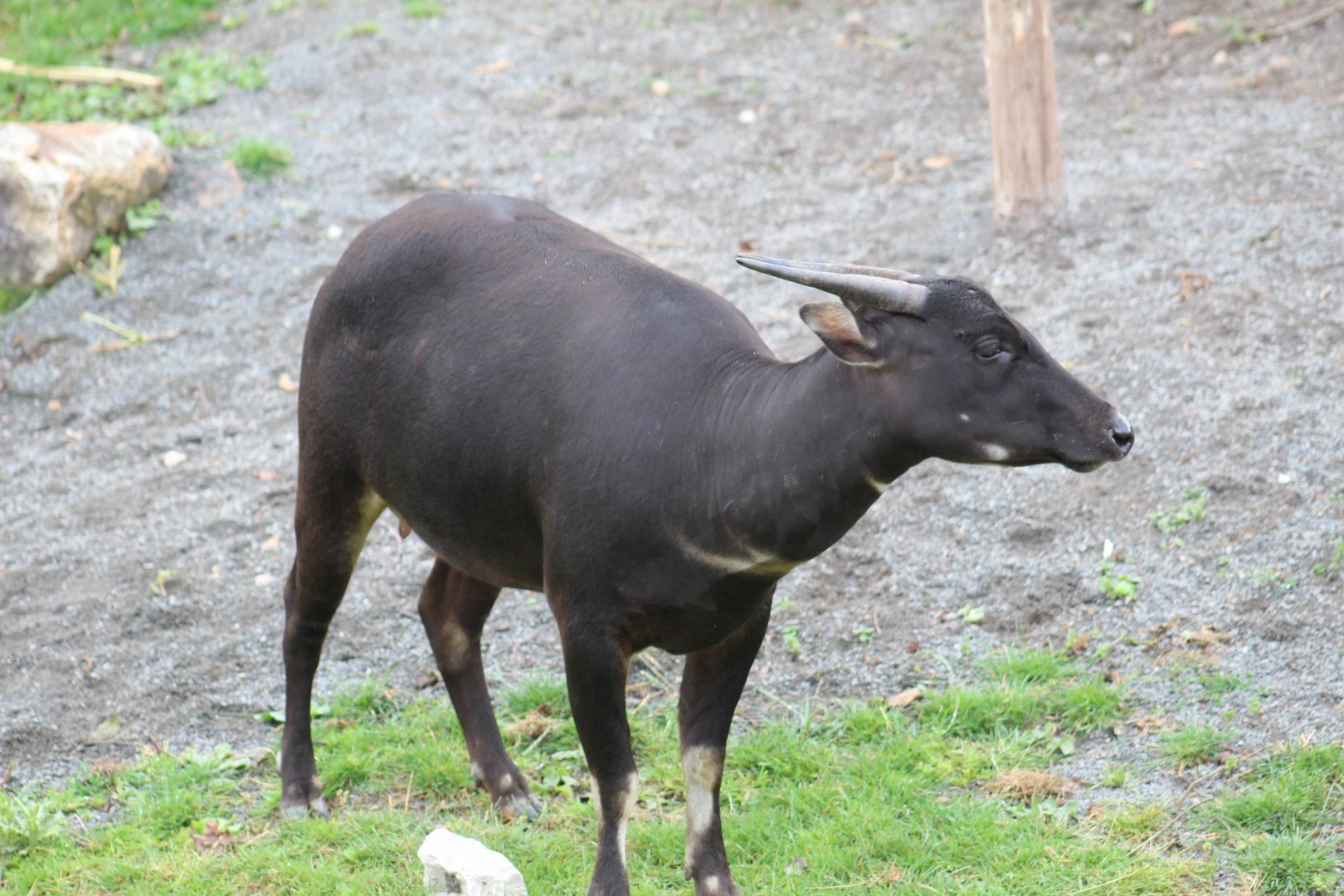 Lowland Anoa